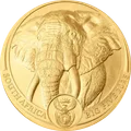 2024 Elefante oro