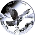 2024 · Halcón peregrino